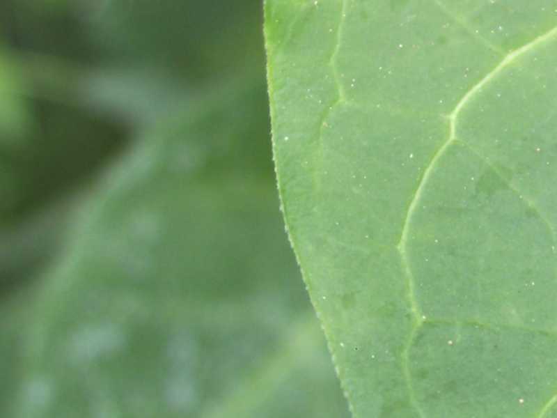 Vinca difformis subsp. sardoa / Pervinca sarda